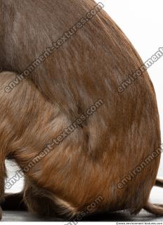 monkey skin fur  0006